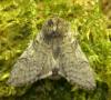 Achlya flavicornis
